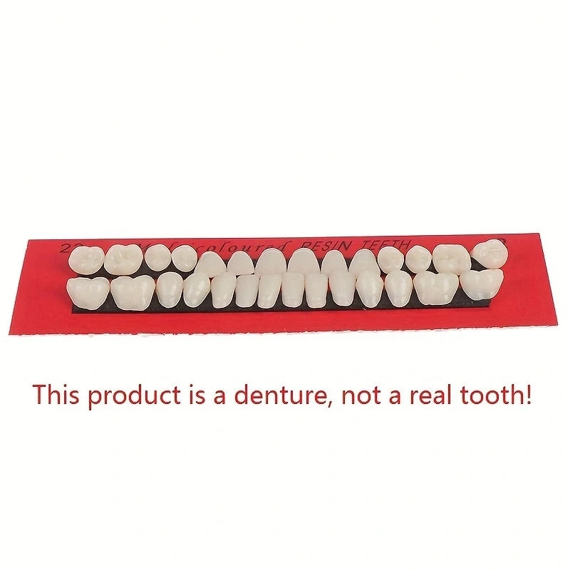 28pcs Dental Training Model Permanent Teeth Model Resin Denture Teeth Teaching Props Dentistry Technician Practice